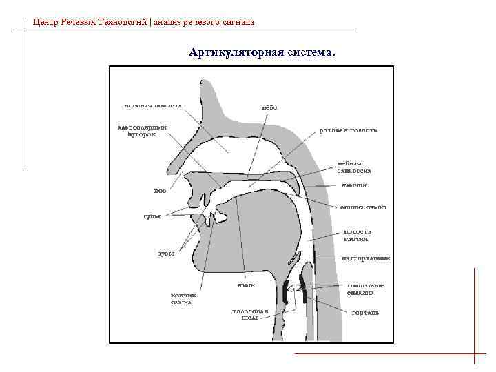 Центр Речевых Технологий | анализ речевого сигнала Артикуляторная система. 