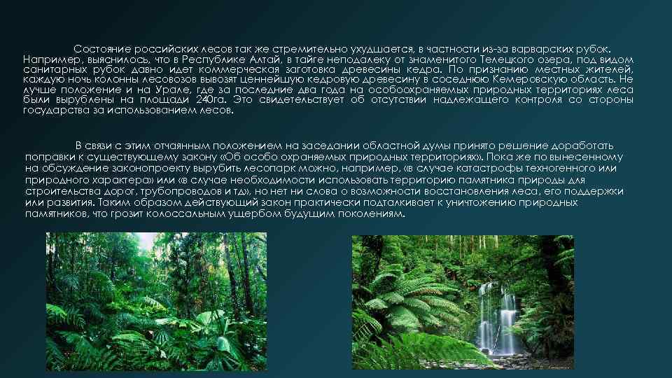 Состояние российских лесов так же стремительно ухудшается, в частности из-за варварских рубок. Например, выяснилось,