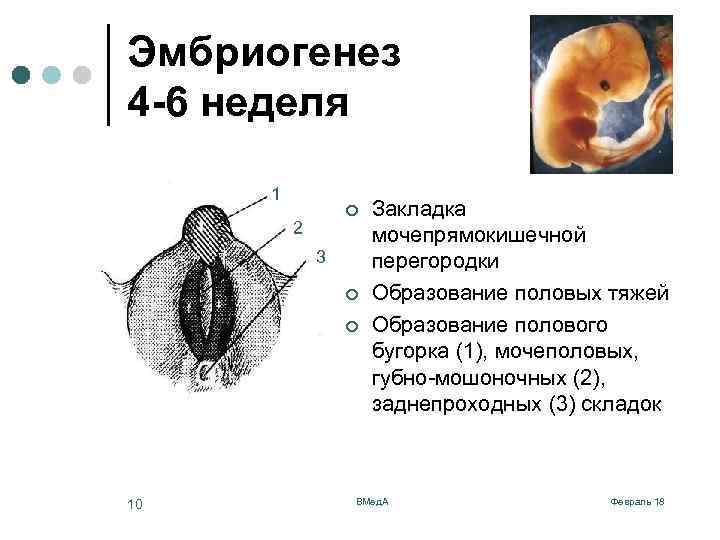 Эмбриогенез 4 -6 неделя 1 ¢ 2 3 ¢ ¢ 10 Закладка мочепрямокишечной перегородки