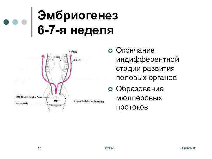 Эмбриогенез 6 -7 -я неделя ¢ ¢ 11 ВМед. А Окончание индифферентной стадии развития