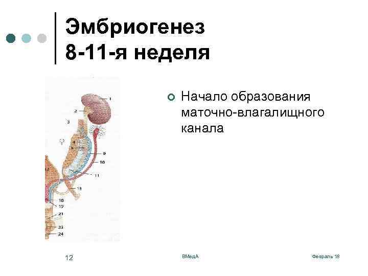 Эмбриогенез 8 -11 -я неделя ¢ 12 Начало образования маточно-влагалищного канала ВМед. А Февраль