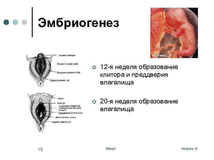 Эмбриогенез ¢ ¢ 13 12 -я неделя образование клитора и преддверия влагалища 20 -я