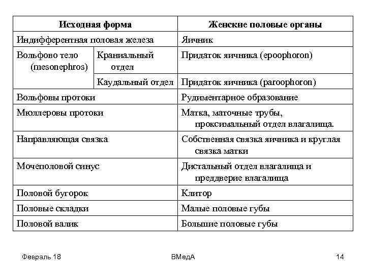 Исходная форма Женские половые органы Индифферентная половая железа Яичник Вольфово тело Краниальный (mesonephros) отдел