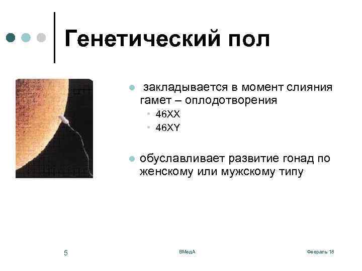 Генетический пол l закладывается в момент слияния гамет – оплодотворения • 46 ХХ •