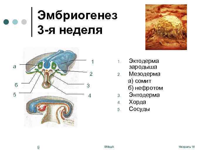 Эмбриогенез 3 -я неделя 1 2 а б 1. 2. 3 5 4 3.