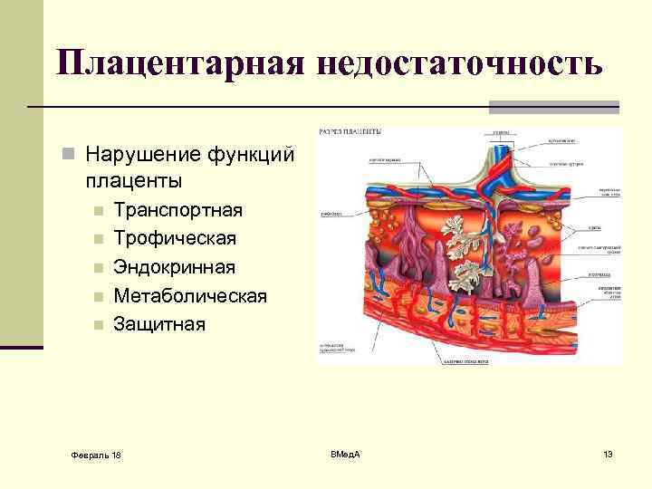 Плацентарная недостаточность n Нарушение функций плаценты n n n Транспортная Трофическая Эндокринная Метаболическая Защитная