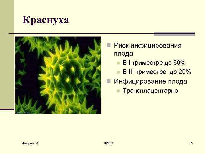 Краснуха n Риск инфицирования плода n n В I триместре до 60% В III