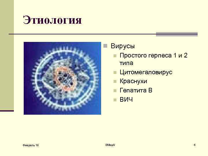 Впг типы. Этиология вируса герпеса. Вирус простого герпеса второго типа.