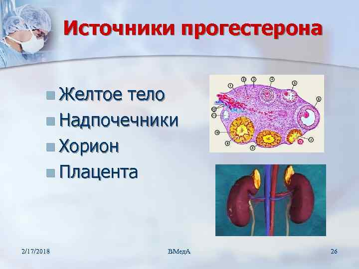 Источники прогестерона n Желтое тело n Надпочечники n Хорион n Плацента 2/17/2018 ВМед. А