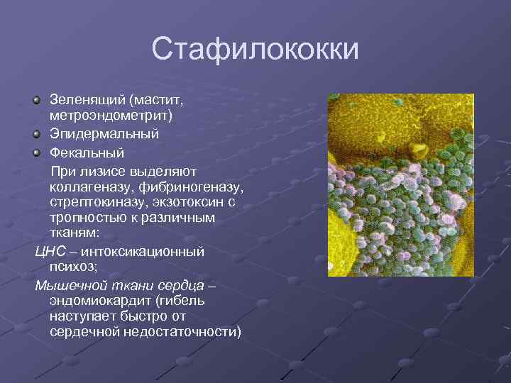 Стафилококки Зеленящий (мастит, метроэндометрит) Эпидермальный Фекальный При лизисе выделяют коллагеназу, фибриногеназу, стрептокиназу, экзотоксин с