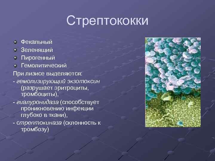 Стрептококки Фекальный Зеленящий Пирогенный Гемолитический При лизисе выделяются: - гемолизирующий экзотоксин (разрушает эритроциты, тромбоциты),