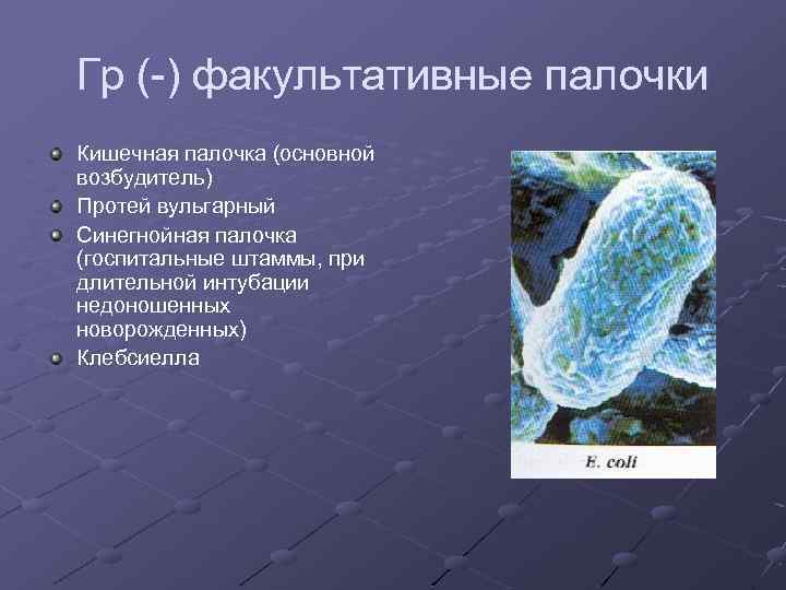 Гр (-) факультативные палочки Кишечная палочка (основной возбудитель) Протей вульгарный Синегнойная палочка (госпитальные штаммы,