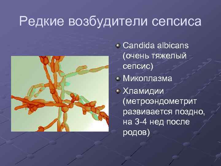 Редкие возбудители сепсиса Candida albicans (очень тяжелый сепсис) Микоплазма Хламидии (метроэндометрит развивается поздно, на