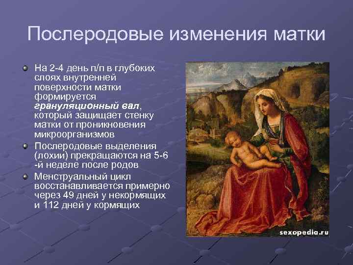 Послеродовые изменения матки На 2 -4 день п/п в глубоких слоях внутренней поверхности матки