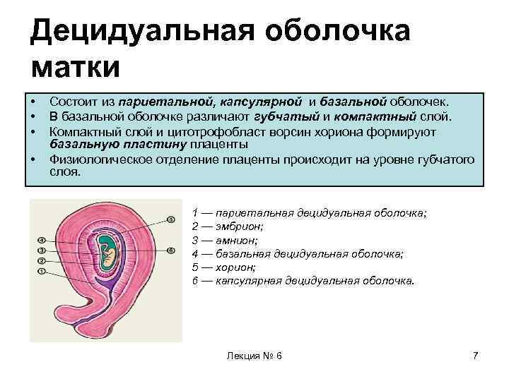 Децидуальная оболочка матки • • Состоит из париетальной, капсулярной и базальной оболочек. В базальной