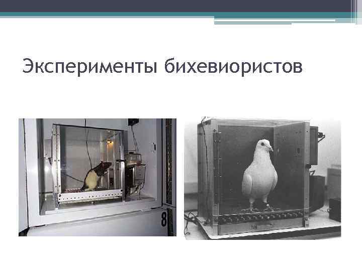 Эксперименты бихевиористов 