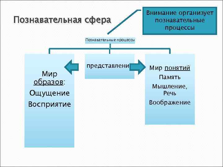 Познавательная сфера