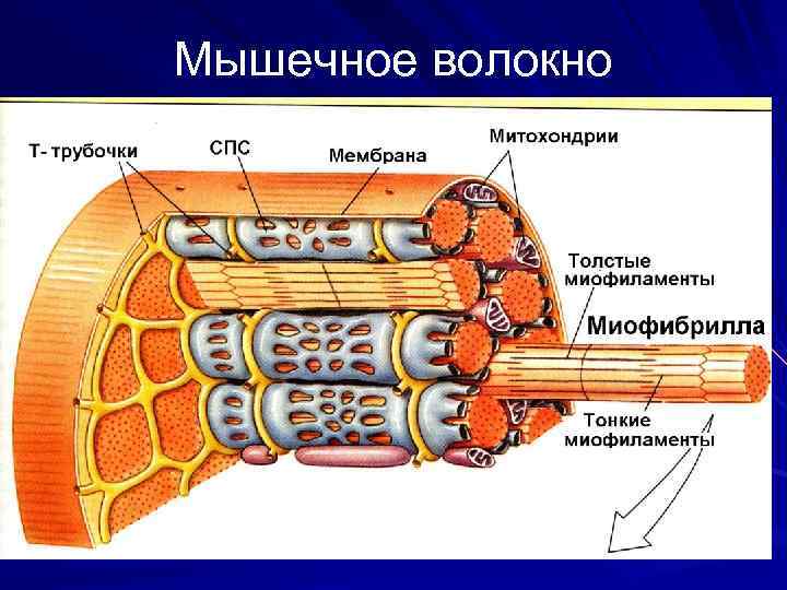 Мышечное волокно 