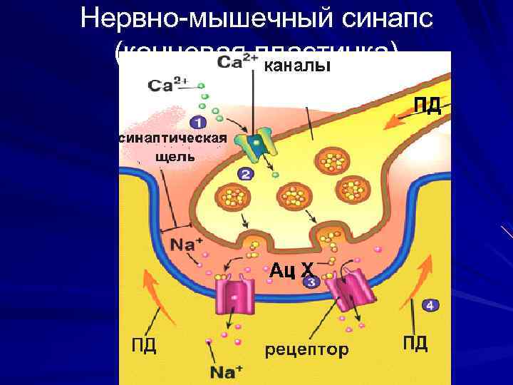 Нервно-мышечный синапс (концевая пластинка) 