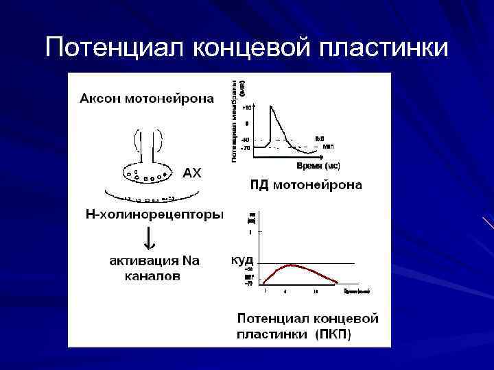 Потенциал концевой пластинки 
