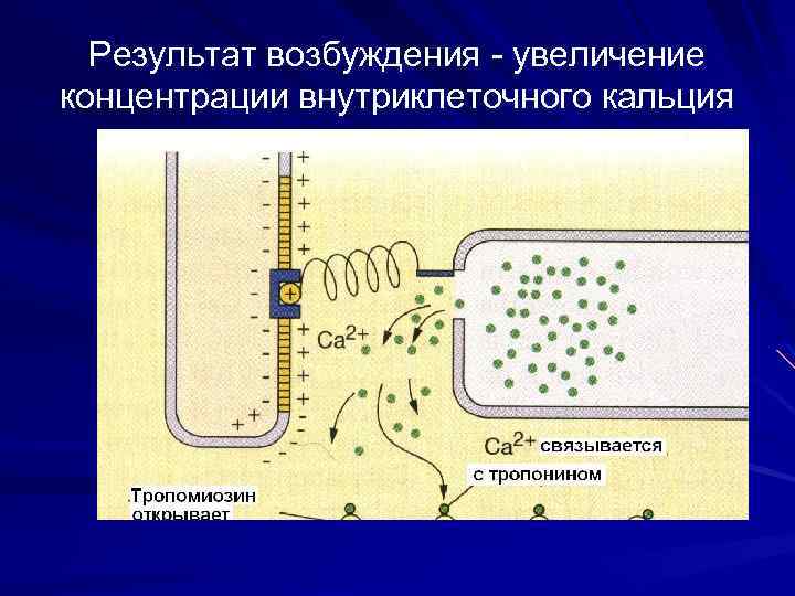 Результат возбуждения - увеличение концентрации внутриклеточного кальция 