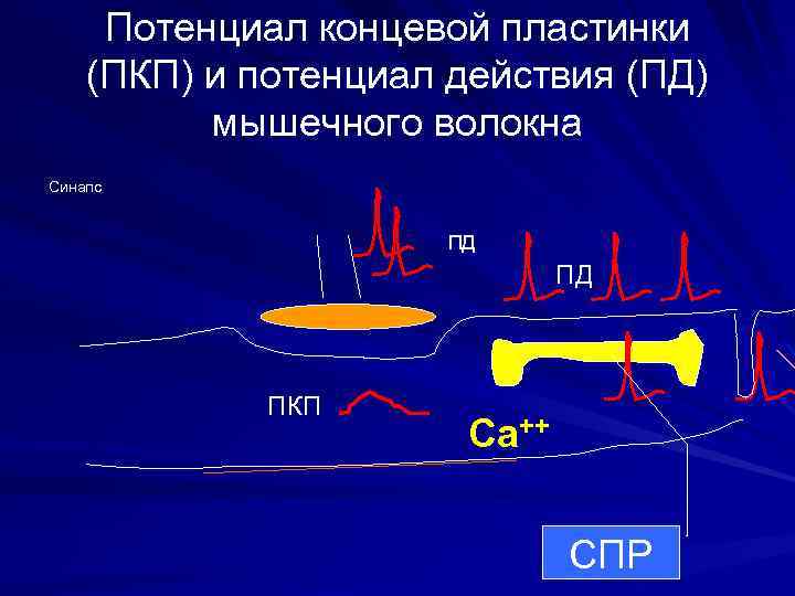 Потенциал концевой пластинки (ПКП) и потенциал действия (ПД) мышечного волокна Синапс ПД ПД ПКП