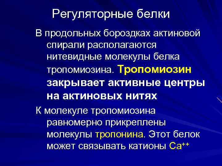 Регуляторные белки В продольных бороздках актиновой спирали располагаются нитевидные молекулы белка тропомиозина. Тропомиозин закрывает