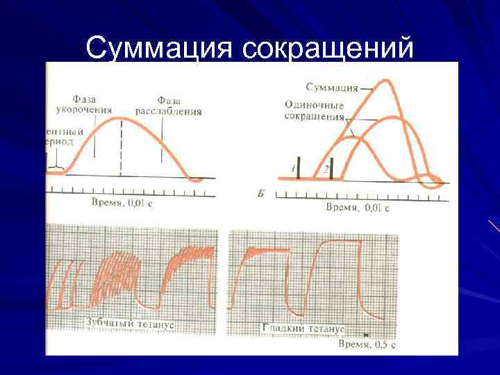 Суммация сокращений 
