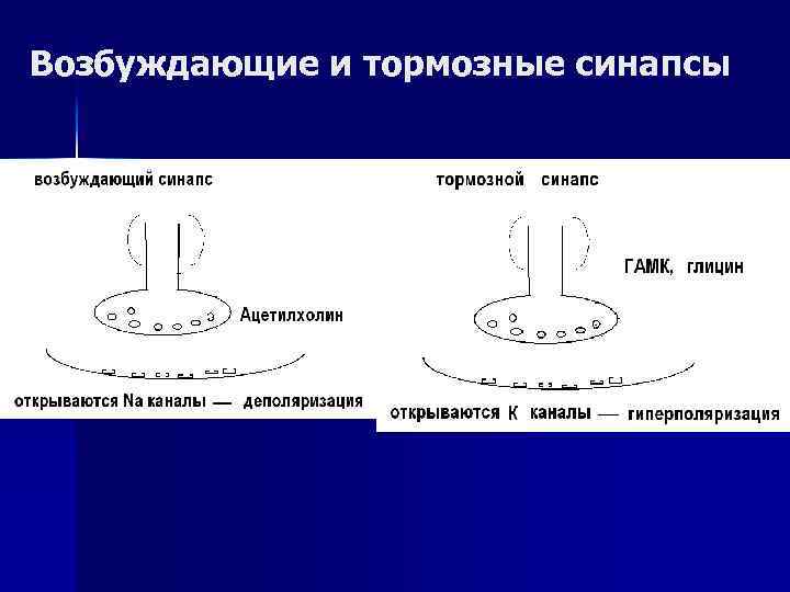 Возбуждающие и тормозные синапсы 
