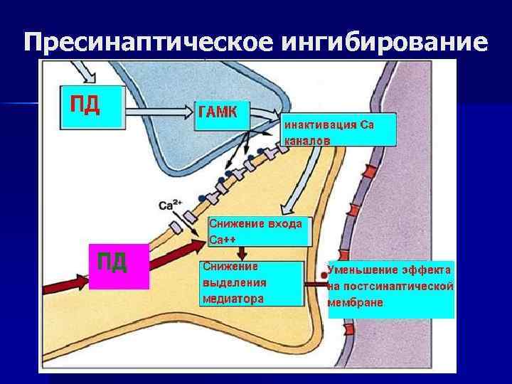 Пресинаптическое ингибирование 
