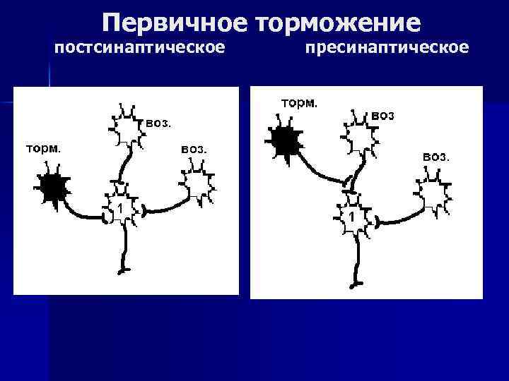 Первичное торможение постсинаптическое пресинаптическое 