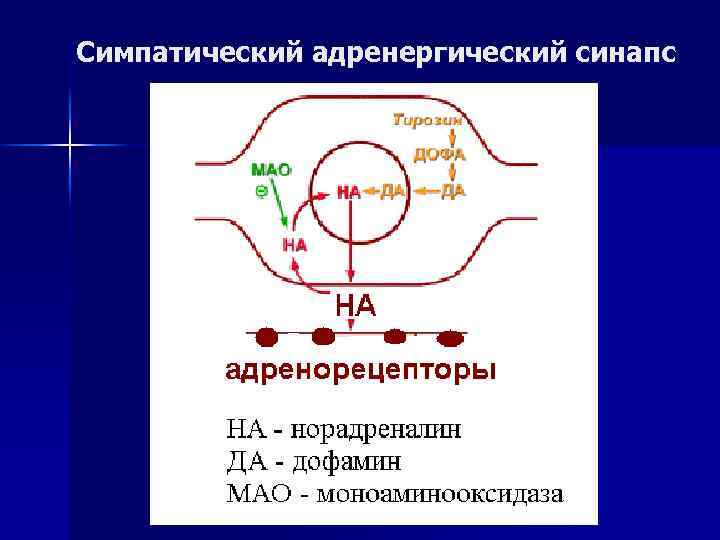 Симпатический адренергический синапс 