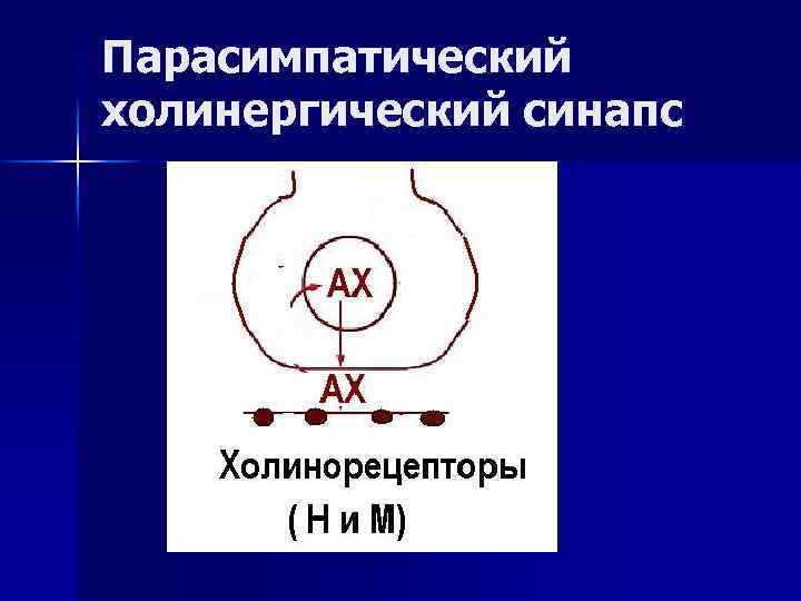 Парасимпатический холинергический синапс 