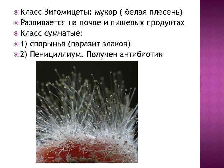  Класс Зигомицеты: мукор ( белая плесень) Развивается на почве и пищевых продуктах Класс