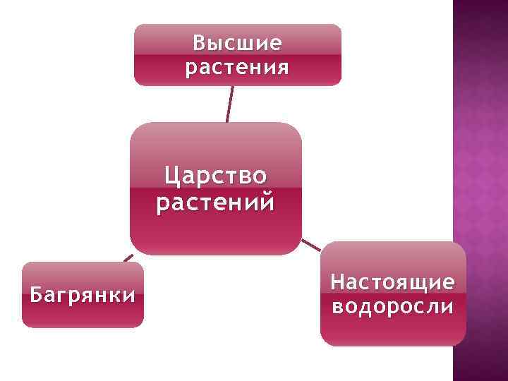 Высшие растения Царство растений Багрянки Настоящие водоросли 