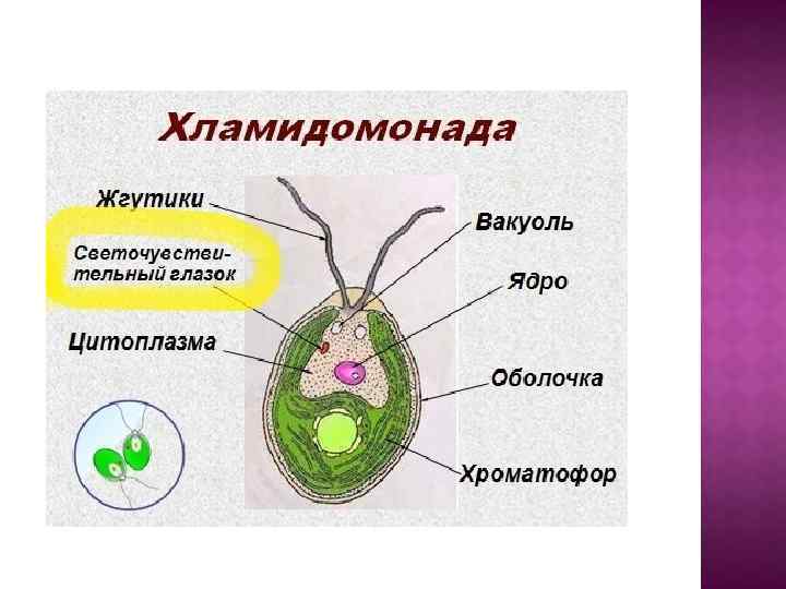 Светочувствительный глазок у хламидомонады. Хламидомонада 5 класс. Клеточная мембрана у хламидомонады. Клетка хламидомонады.