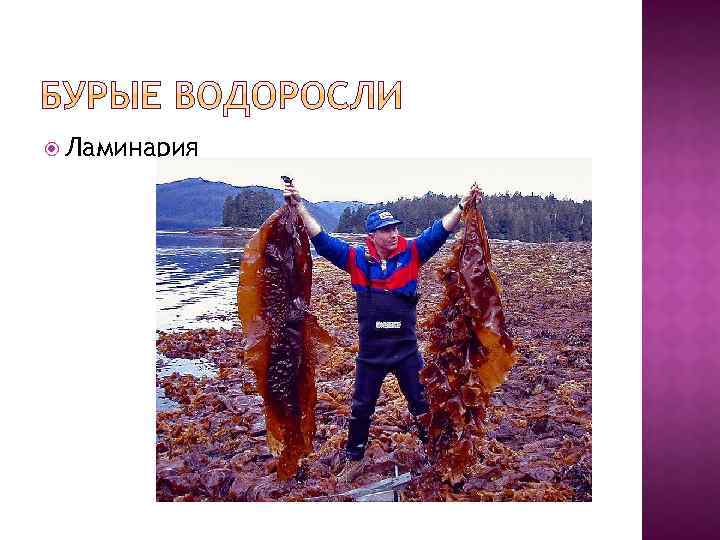 Ламинария 