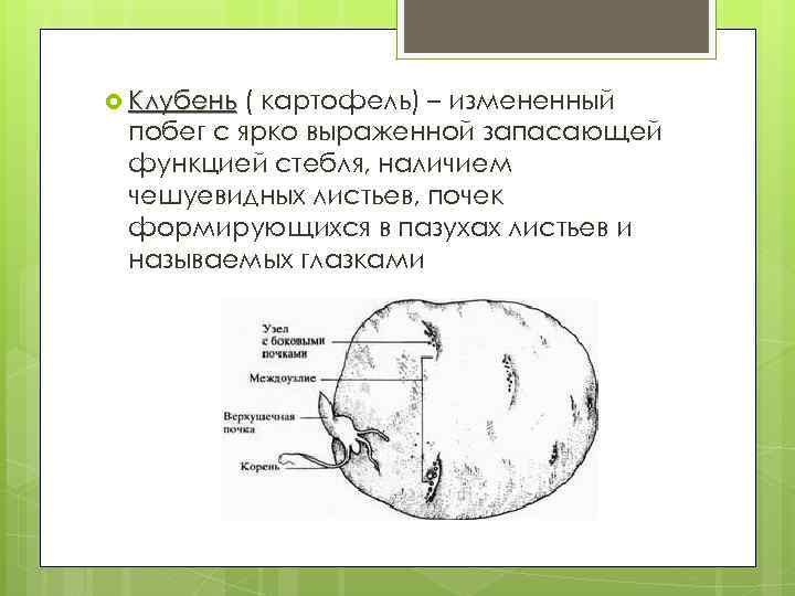  Клубень ( картофель) – измененный побег с ярко выраженной запасающей функцией стебля, наличием