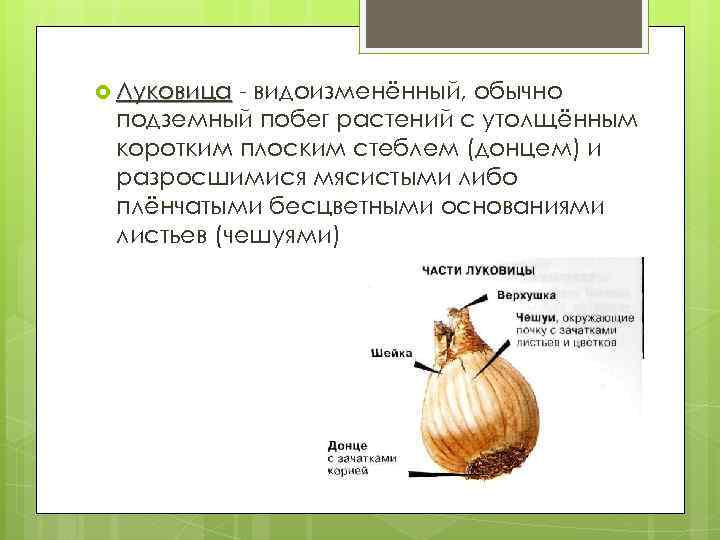  Луковица - видоизменённый, обычно подземный побег растений с утолщённым коротким плоским стеблем (донцем)