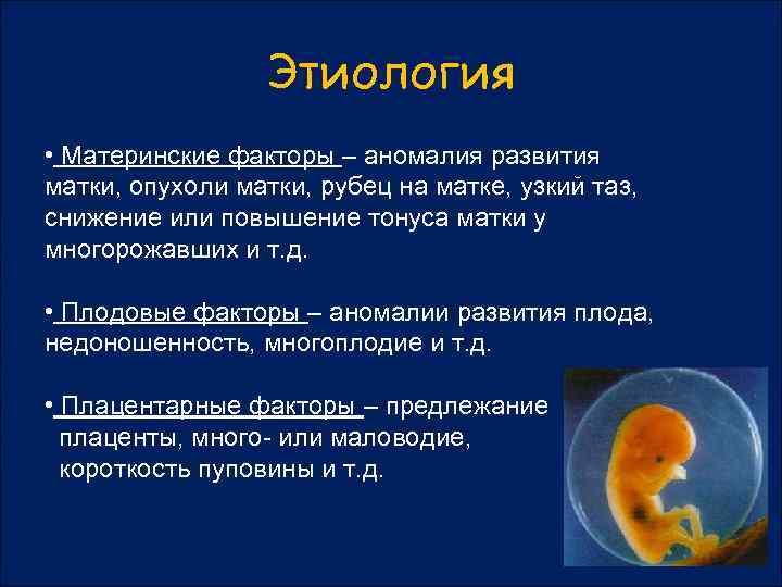 Схема того как происходит развитие детеныша в матке