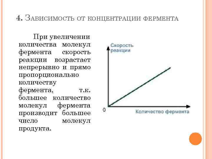 4. ЗАВИСИМОСТЬ ОТ КОНЦЕНТРАЦИИ ФЕРМЕНТА При увеличении количества молекул фермента скорость реакции возрастает непрерывно