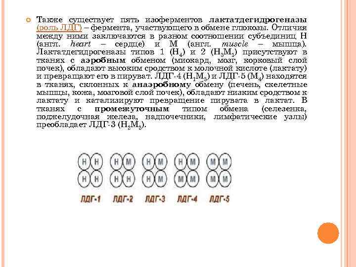  Также существует пять изоферментов лактатдегидрогеназы (роль ЛДГ) – фермента, участвующего в обмене глюкозы.