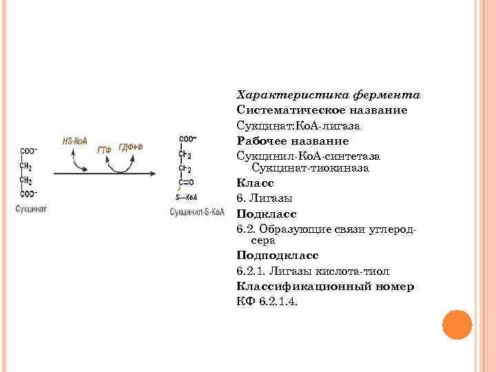 Характеристика фермента Систематическое название Сукцинат: Ко. А лигаза Рабочее название Сукцинил Ко. А синтетаза