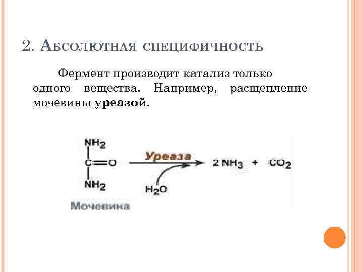 2. АБСОЛЮТНАЯ СПЕЦИФИЧНОСТЬ Фермент производит катализ только одного вещества. Например, расщепление мочевины уреазой. 
