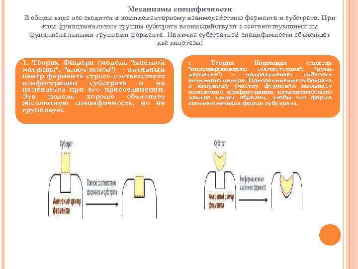 Механизмы специфичности В общем виде все сводится к комплементарному взаимодействию фермента и субстрата. При
