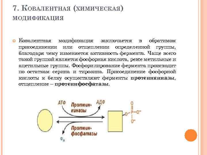 7. КОВАЛЕНТНАЯ (ХИМИЧЕСКАЯ) МОДИФИКАЦИЯ Ковалентная модификация заключается в обратимом присоединении или отщеплении определенной группы,