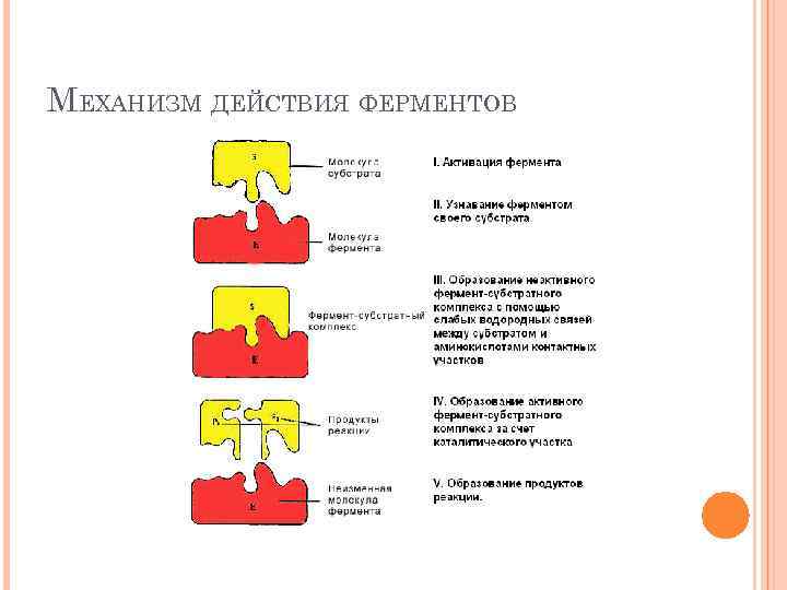 МЕХАНИЗМ ДЕЙСТВИЯ ФЕРМЕНТОВ 