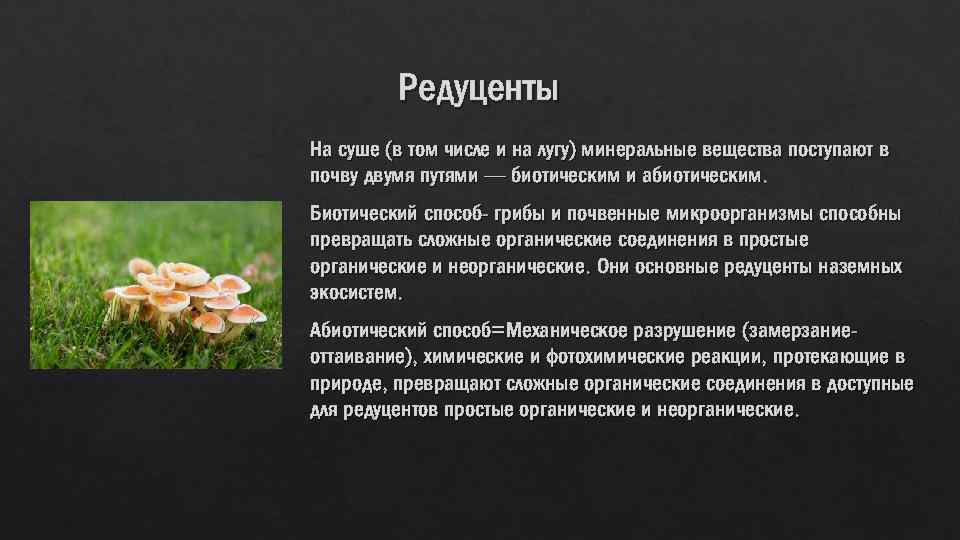 Какую энергию используют редуценты