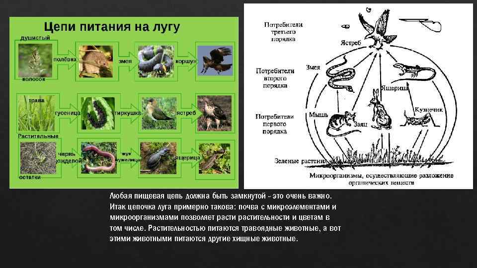 Любая пищевая цепь должна быть замкнутой - это очень важно. Итак цепочка луга примерно