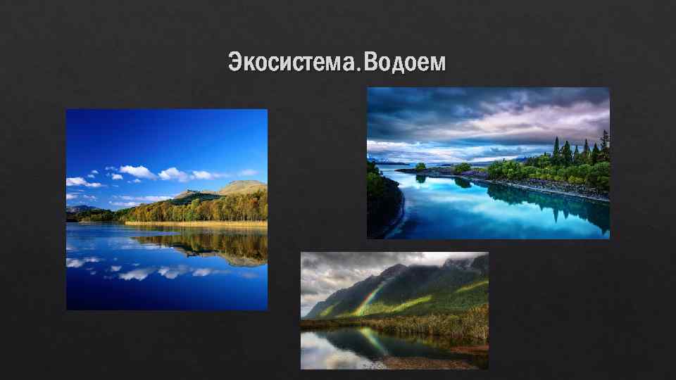 Экосистема. Водоем 